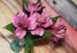 Альстромерия - цветок для любого вашего букета