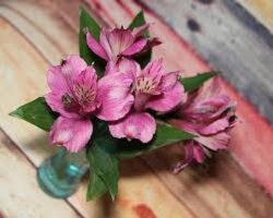 Альстромерия - цветок для любого вашего букета
